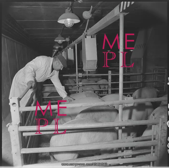 : Meat processing plant in Tesnovice, caretaker : Meat processing plant in Tesnovice, caretaker