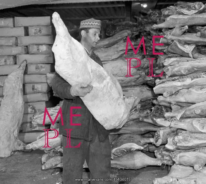 : Meat storage - frezer - pork - pig - gloves : Meat storage - frezer - pork - pig - gloves