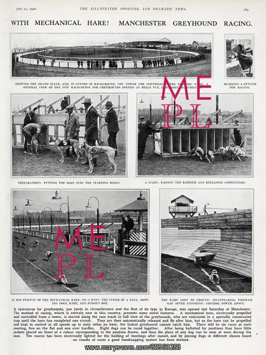 : With Mechanical Hare! Manchester Greyhound Racing : With Mechanical Hare! Manchester Greyhound Racing
