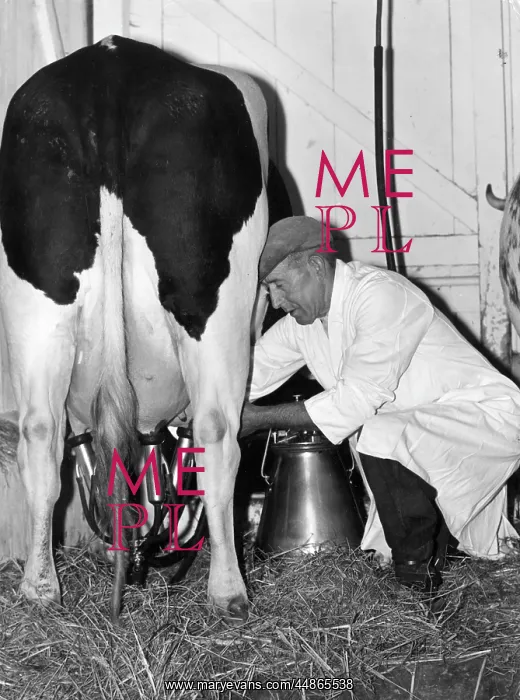 : MECHANICAL MILKING : MECHANICAL MILKING
