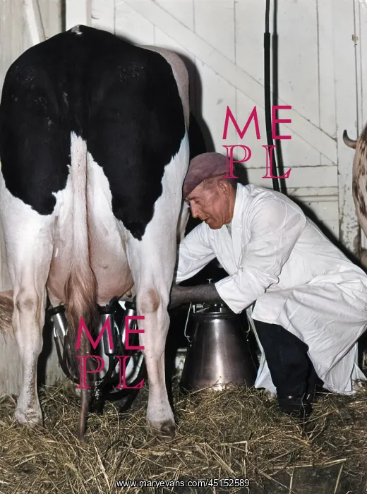 : MECHANICAL MILKING : MECHANICAL MILKING