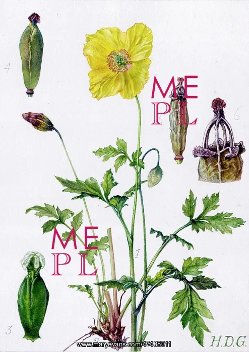 : Meconopsis cambrica : Meconopsis cambrica