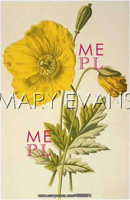  : MECONOPSIS CAMBRICA
