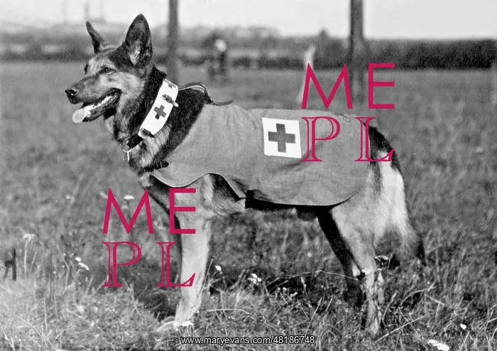 : Medic dog, 1914 : Medic dog, 1914