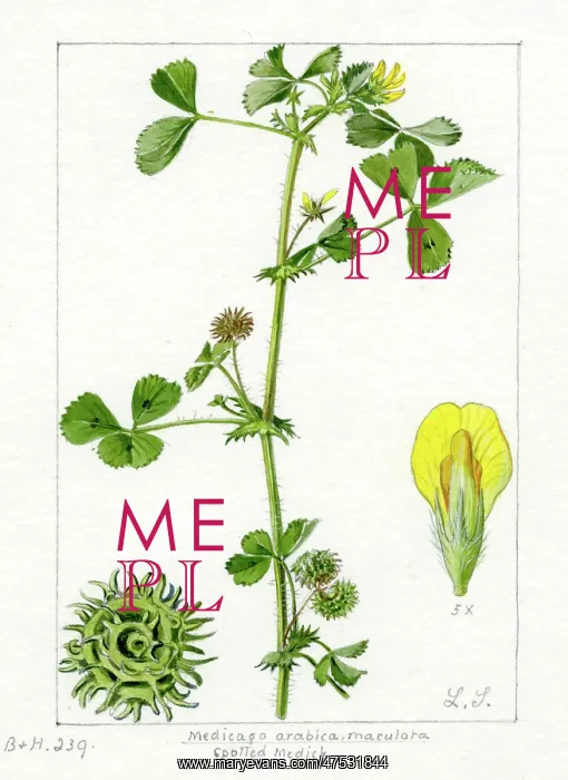 : Medicago arabica - spotted medick : Medicago arabica - spotted medick