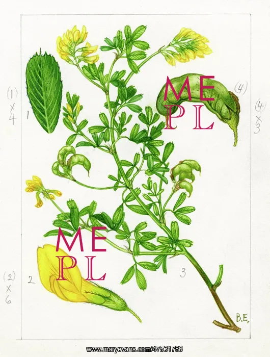 : Medicago falcata - Sickle Medick : Medicago falcata - Sickle Medick