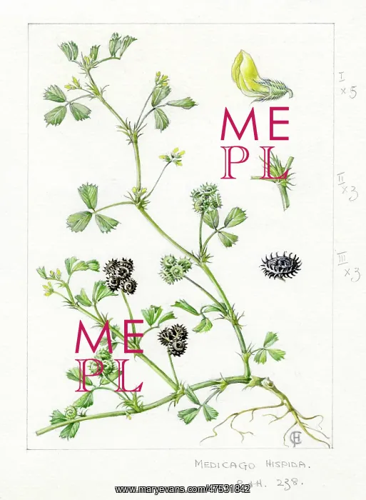 : Medicago hispida : Medicago hispida