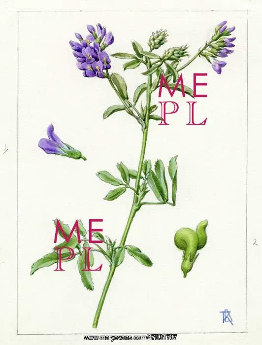 : Medicago sativa - alfalfa : Medicago sativa - alfalfa