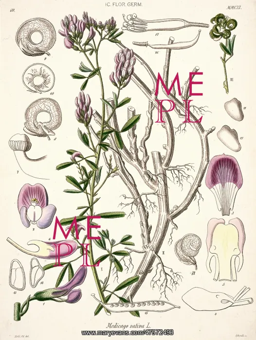 : Medicago sativa, alfalfa : Medicago sativa, alfalfa