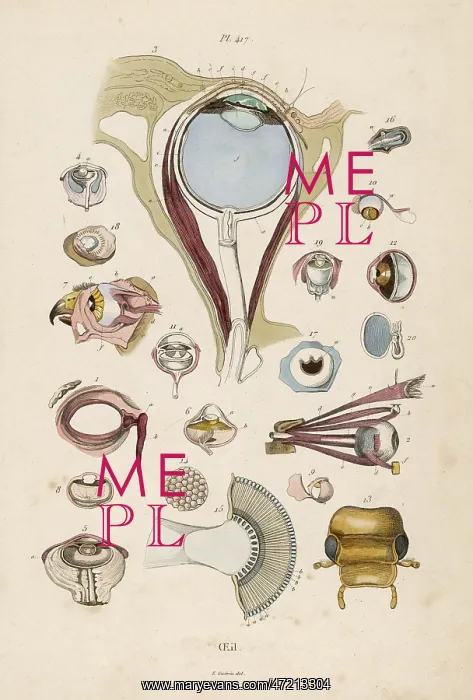  : Medical - Anatomy - Eyes
