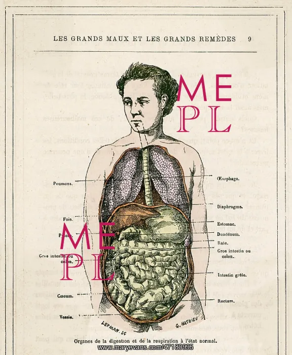  : MEDICAL / DIGESTIVE ORGANS