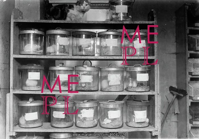 : Medical research, c. 1930 : Medical research, c. 1930