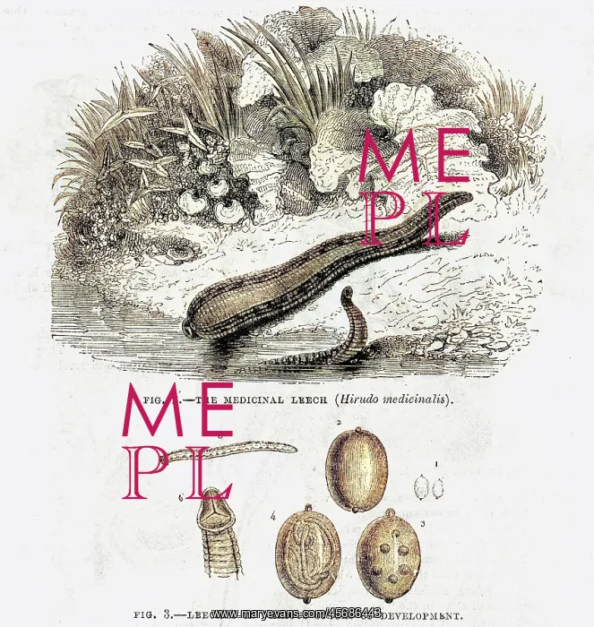 : Medicinal leech