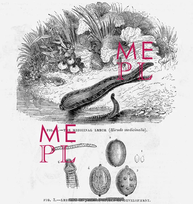 : Medicinal leech : Medicinal leech