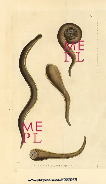 : Medicinal leech, Hirudo medicinalis : Medicinal leech, Hirudo medicinalis