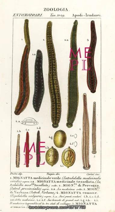 : Medicinal leech species : Medicinal leech species