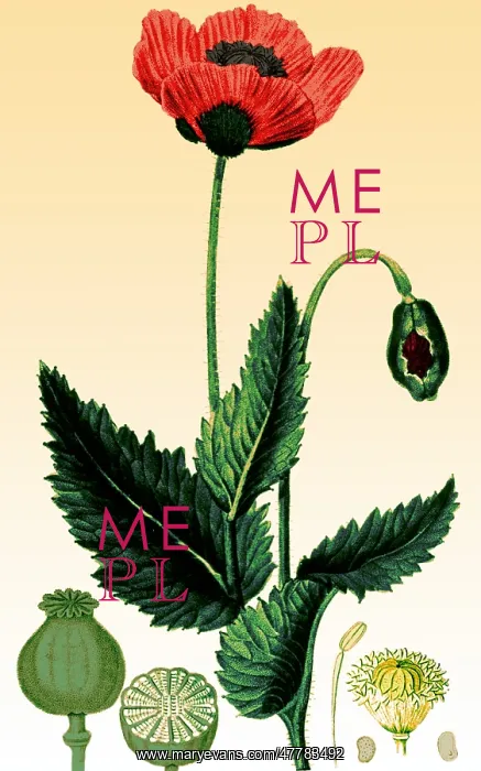 : Medicinal Plant, Poppy, 1815 : Medicinal Plant, Poppy, 1815