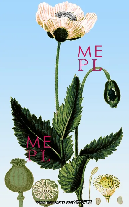 : Medicinal Plant, Poppy, 1815 : Medicinal Plant, Poppy, 1815