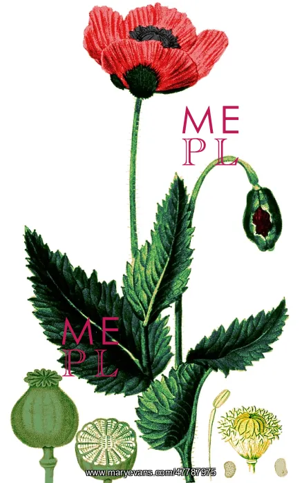 : Medicinal Plant, Poppy, 1815 : Medicinal Plant, Poppy, 1815