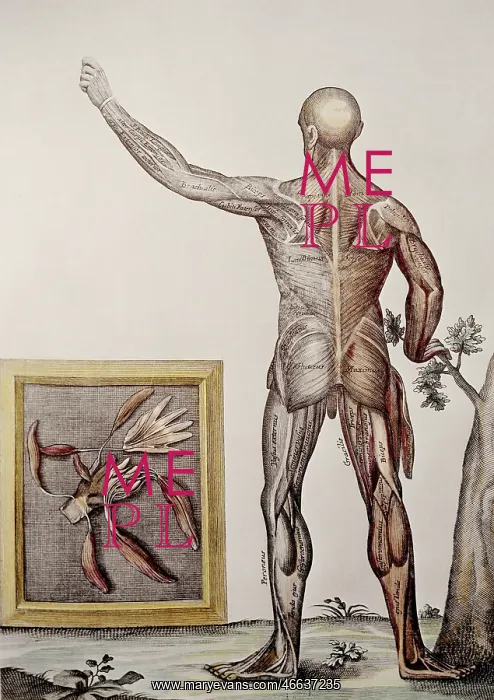 : medicine, anatomy, backside of a man, copper : medicine, anatomy, backside of a man, copper