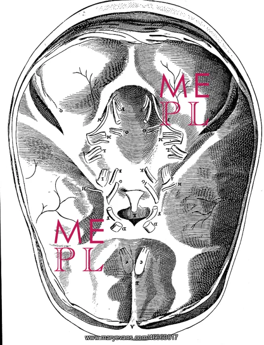 : medicine, anatomy, brain, base of the skull with : medicine, anatomy, brain, base of the skull with