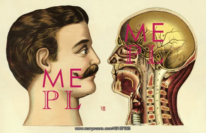 : medicine, anatomy, human, man, side-face, cross-section : medicine, anatomy, human, man, side-face, cross-section