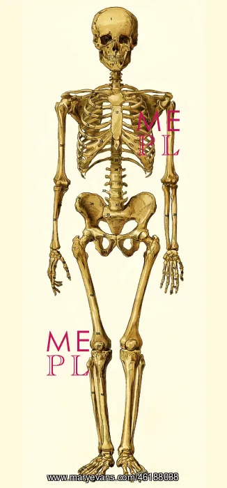 : medicine, anatomy, human skeleton, medical illustration : medicine, anatomy, human skeleton, medical illustration
