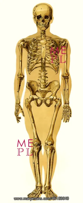: medicine, anatomy, human skeleton, medical illustration : medicine, anatomy, human skeleton, medical illustration