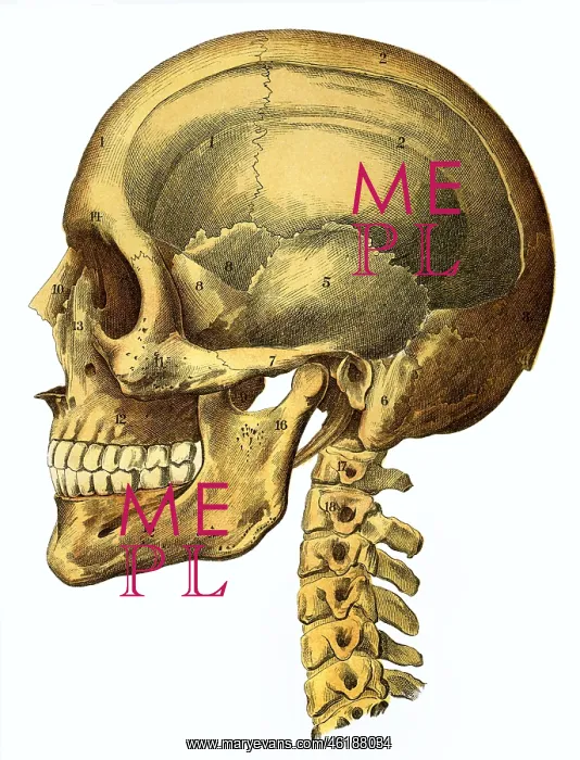 : medicine, anatomy, human skull, natural example : medicine, anatomy, human skull, natural example