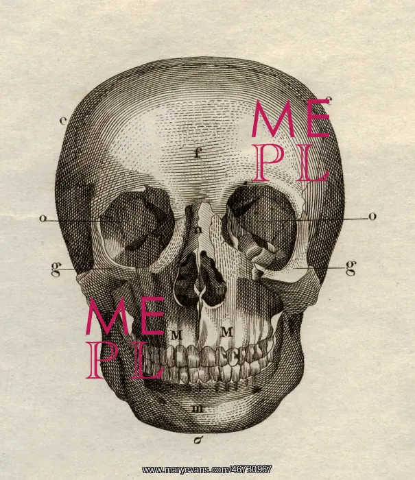 : medicine, anatomy, skeleton / bones, skull, frontal : medicine, anatomy, skeleton / bones, skull, frontal