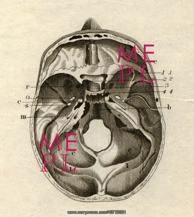 : medicine, anatomy, skeleton / bones, skull, cross-section : medicine, anatomy, skeleton / bones, skull, cross-section