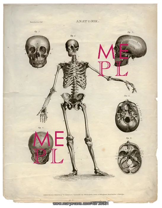 : medicine, anatomy, skeleton / bones, Anatomie : medicine, anatomy, skeleton / bones, Anatomie