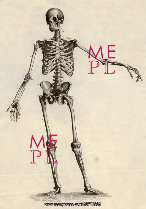 : medicine, anatomy, skeleton / bones, skeleton : medicine, anatomy, skeleton / bones, skeleton