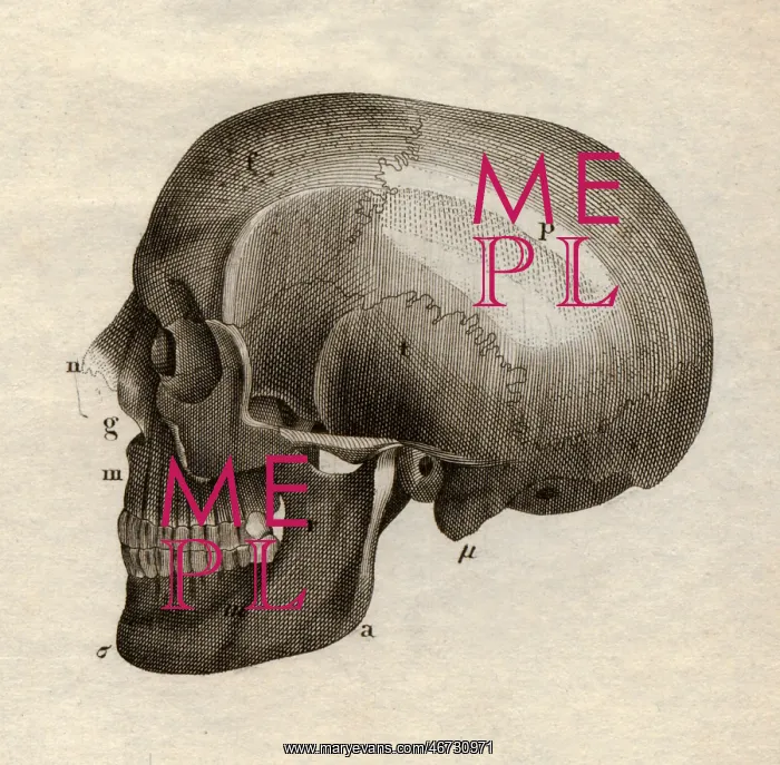: medicine, anatomy, skeleton / bones, skull, side : medicine, anatomy, skeleton / bones, skull, side