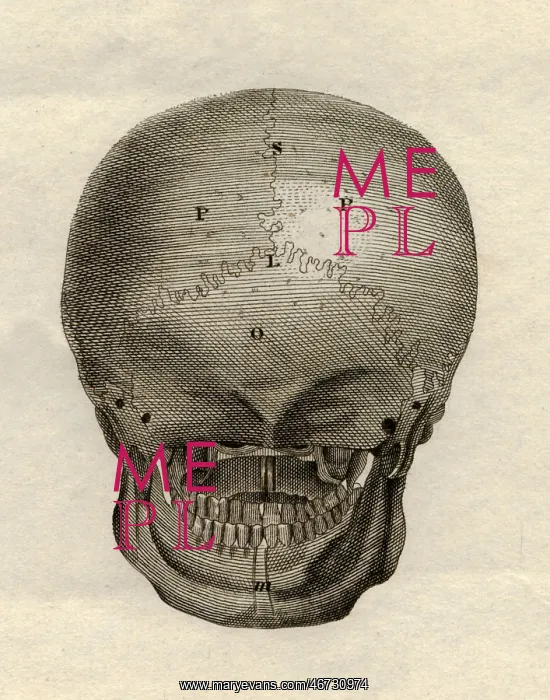 : medicine, anatomy, skeleton / bones, skull, back : medicine, anatomy, skeleton / bones, skull, back