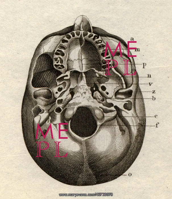 : medicine, anatomy, skeleton / bones, skull, from : medicine, anatomy, skeleton / bones, skull, from