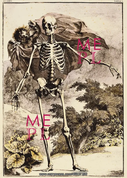 : medicine, anatomy, skeleton, copper engraving : medicine, anatomy, skeleton, copper engraving