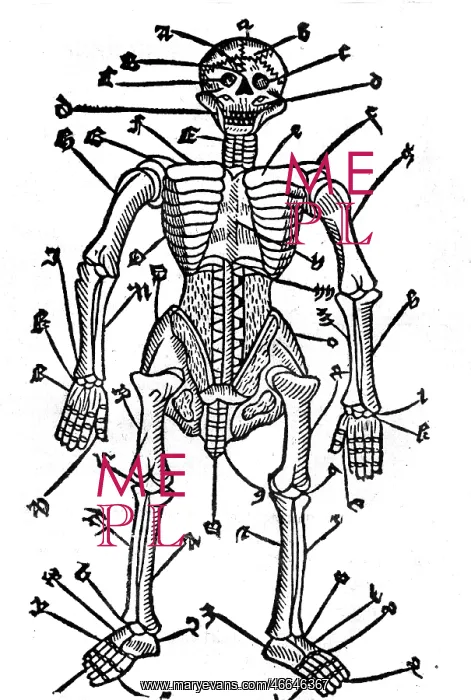 : medicine, anatomy, skeleton, to the works of : medicine, anatomy, skeleton, to the works of