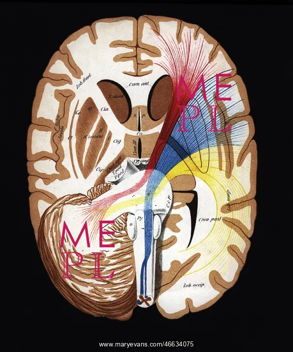 : medicine, organs, brain, cross section, coloured : medicine, organs, brain, cross section, coloured