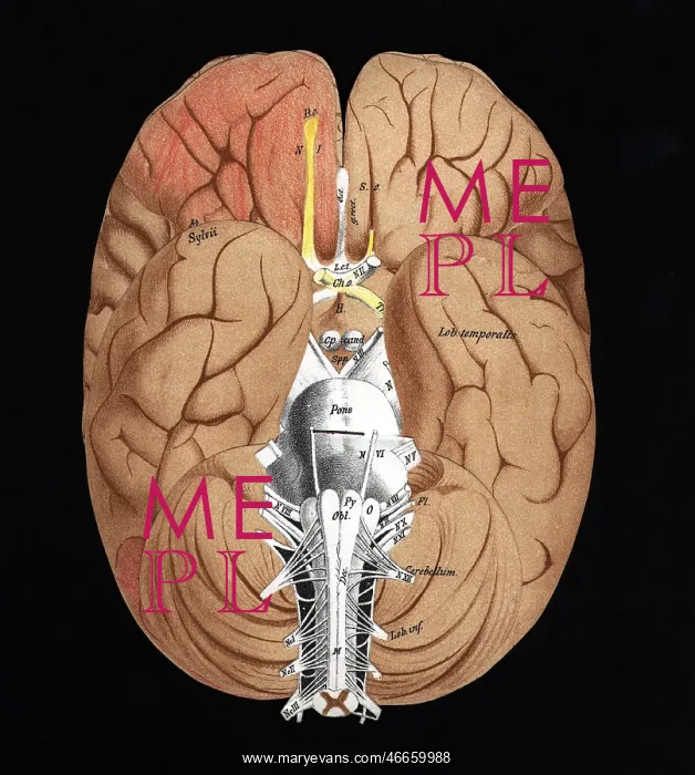 : medicine, organs, brain, cross section, coloured : medicine, organs, brain, cross section, coloured