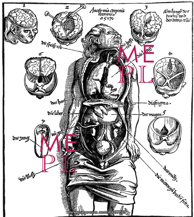 : medicine, organs, human inner organs, illustration