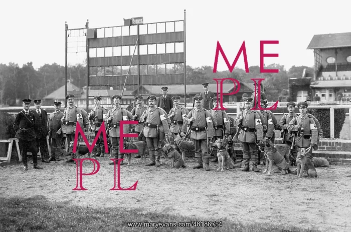 : Medics with medic dogs, 1914 : Medics with medic dogs, 1914
