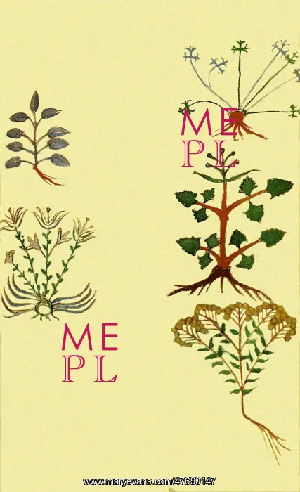 : Medieval Botanicals : Medieval Botanicals