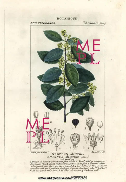 : Mediterranean buckthorn, Rhamnus alaternus : Mediterranean buckthorn, Rhamnus alaternus