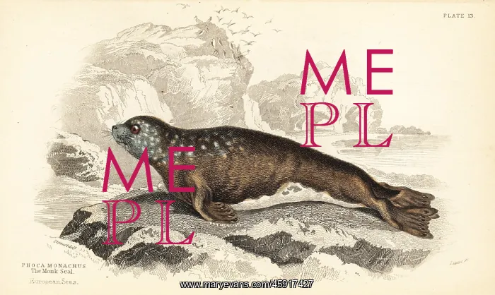 : Mediterranean monk seal, Monachus monachus : Mediterranean monk seal, Monachus monachus