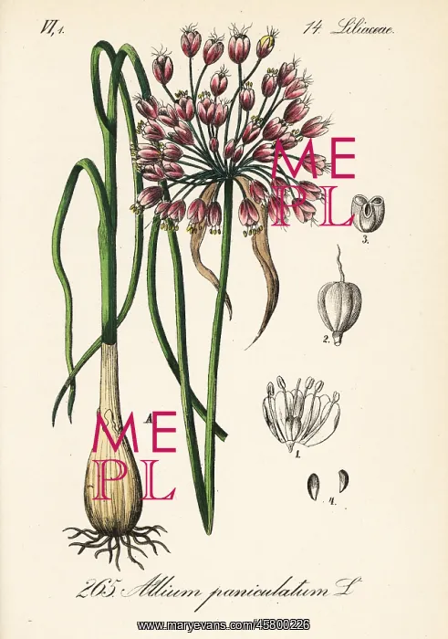 : Mediterranean onion, Allium paniculatum : Mediterranean onion, Allium paniculatum