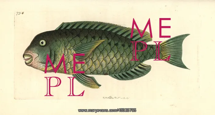 : Mediterranean parrotfish, Sparisoma cretense : Mediterranean parrotfish, Sparisoma cretense