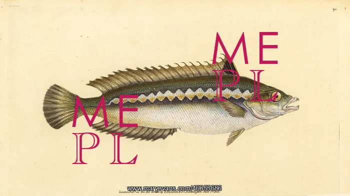 : Mediterranean rainbow wrasse, Coris julis : Mediterranean rainbow wrasse, Coris julis