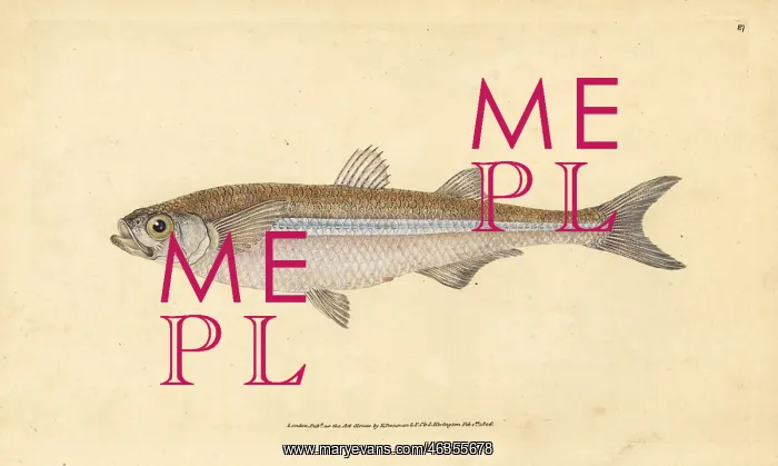 : Mediterranean sand smelt, Atherina hepsetus : Mediterranean sand smelt, Atherina hepsetus
