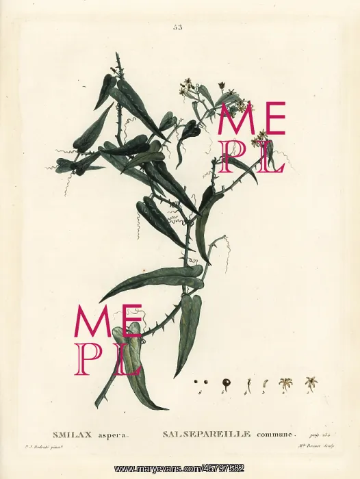 : Mediterranean smilax, Smilax aspera : Mediterranean smilax, Smilax aspera